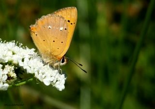 Orman Bakr Gzeli (Lycaena virgaureae)