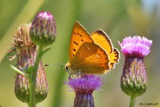 Orman Bakr Gzeli (Lycaena virgaureae)