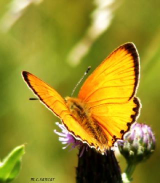 Orman Bakr Gzeli (Lycaena virgaureae)