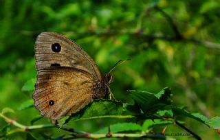 Kara Hayalet (Minois dryas)