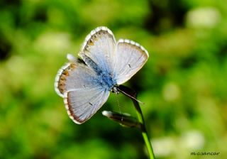 okgzl Balkan Mavisi (Aricia anteros )