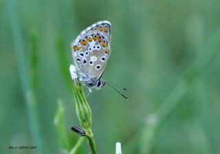 okgzl Balkan Mavisi (Aricia anteros )