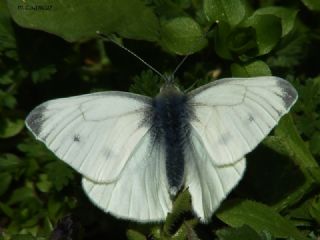 Kk Beyazmelek (Pieris rapae)