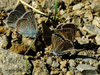 okgzl Edon Mavisi (Polyommatus aedon)