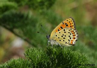 sli Bakr Gzeli (Lycaena tityrus)