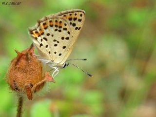 sli Bakr Gzeli (Lycaena tityrus)