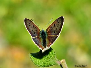 sli Bakr Gzeli (Lycaena tityrus)