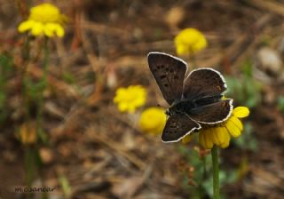 sli Bakr Gzeli (Lycaena tityrus)