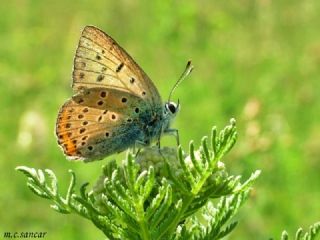 Byk Mor Bakr Gzeli (Lycaena alciphron)