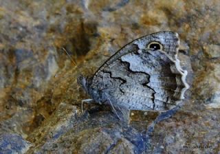 Anadolu Karamelei (Hipparchia fatua)