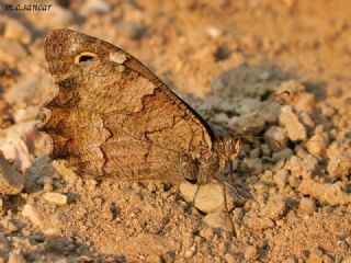 Anadolu Karamelei (Hipparchia fatua)
