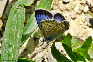 �okg�zl� Yalanc� Eros&nbsp;(Polyommatus&nbsp;eroides)