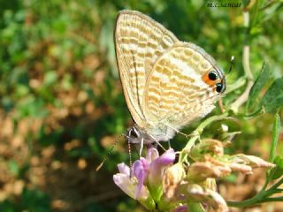 Lampides (Lampides boeticus)