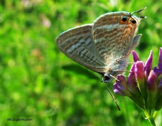 Lampides (Lampides boeticus)