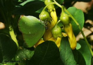 Byk Zmrt (Callophrys herculeana)