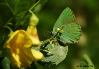 Byk Zmrt (Callophrys herculeana)