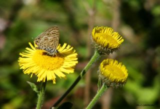 Mavi Zebra (Leptotes pirithous)