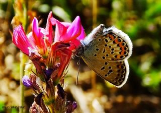 Gm Lekeli Esmergz (Plebejus argus)