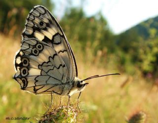 Anadolu Melikesi (Melanargia larissa)