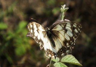 Akdeniz Melikesi (Melanargia titea)