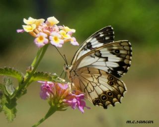 Akdeniz Melikesi (Melanargia titea)
