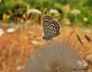 Gm Lekeli Esmergz (Plebejus argus)