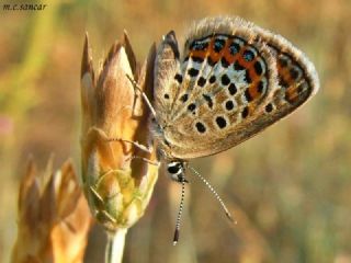 Gm Lekeli Esmergz (Plebejus argus)