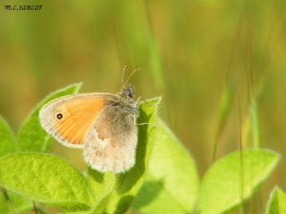 Kk Zpzp Perisi (Coenonympha pamphilus)