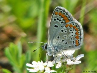 okgzl Esmer (Aricia agestis)