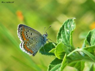 �okg�zl� Esmer&nbsp;(Aricia&nbsp;agestis)