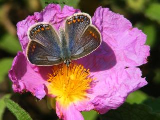 okgzl Mavi (Polyommatus icarus)