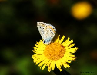 okgzl Mavi (Polyommatus icarus)