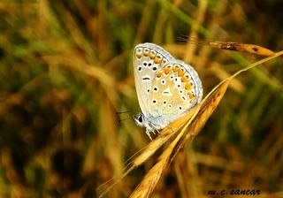 okgzl Mavi (Polyommatus icarus)