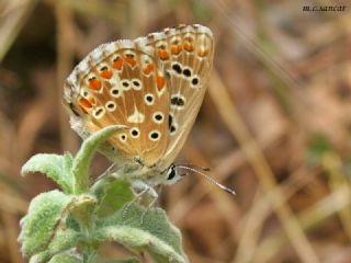 okgzl Gk Mavisi (Polyommatus bellargus)