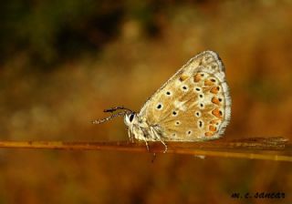 okgzl Gk Mavisi (Polyommatus bellargus)