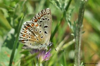 okgzl Gk Mavisi (Polyommatus bellargus)