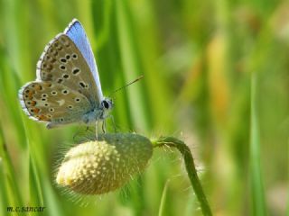 okgzl Gk Mavisi (Polyommatus bellargus)