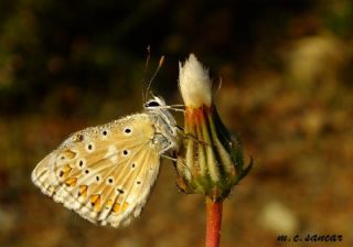 okgzl Gk Mavisi (Polyommatus bellargus)