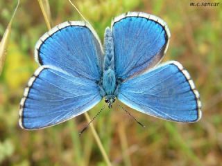 okgzl Gk Mavisi (Polyommatus bellargus)