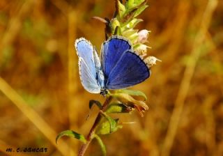 okgzl Gk Mavisi (Polyommatus bellargus)