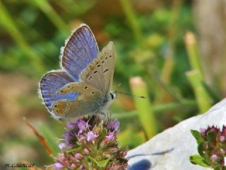 okgzl Turkuvaz Mavisi (Polyommatus dorylas)