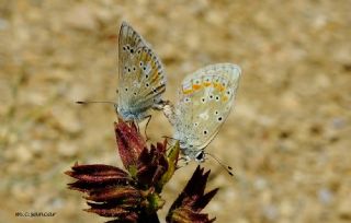 okgzl Turkuvaz Mavisi (Polyommatus dorylas)