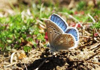 okgzl Turkuvaz Mavisi (Polyommatus dorylas)