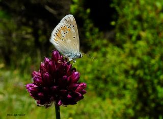 okgzl Turkuvaz Mavisi (Polyommatus dorylas)