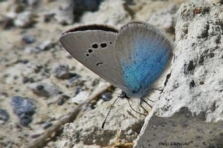 Karagz Mavisi (Glaucopsyche alexis)