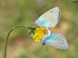 Karagz Mavisi (Glaucopsyche alexis)