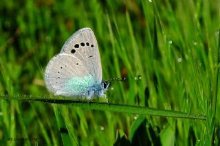 Karagz Mavisi (Glaucopsyche alexis)