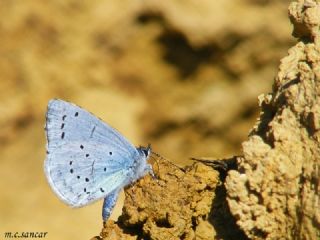 Kutsal Mavi (Celastrina argiolus)