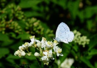 Kutsal Mavi (Celastrina argiolus)