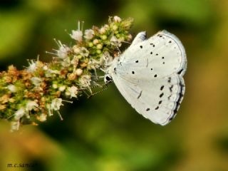 Kutsal Mavi (Celastrina argiolus)